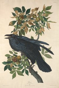 Corbeau, 1831 - Robert Havell