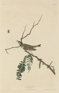 Viréo aux yeux rouges, 1832 - Robert Havell
