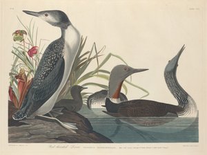 Plongeon à gorge rouge, 1834 - Robert Havell
