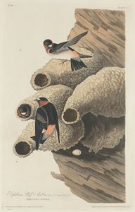 Hirondelle Républicaine, 1829