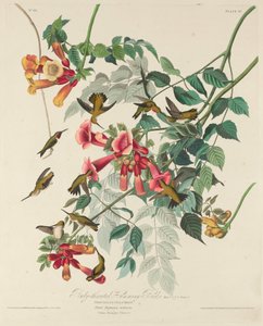 Colibri à gorge rubis, 1828 - Robert Havell