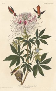 Colibri à cou roux