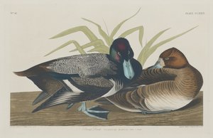 Canard scaup, 1834