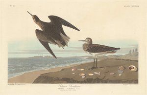 Bécasseau de Schinz, 1835