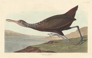 Scolopaceus Courlan, 1837 - Robert Havell