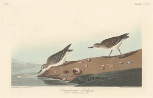 Bécasseau semipalmé, 1838