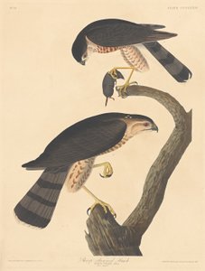 Épervier brun, 1837 - Robert Havell