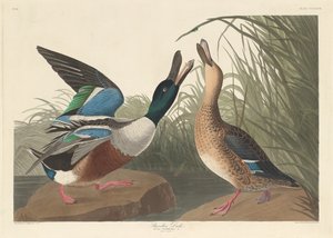 Canard souchet, 1836 - Robert Havell
