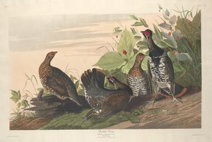 Grouse tacheté - Robert Havell