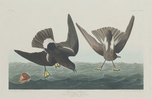 Pétrel tempête - Robert Havell