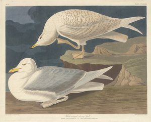 Goéland argenté à ailes blanches
