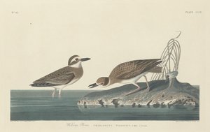 Pluvier de Wilson, 1834