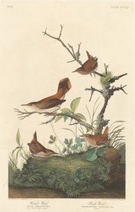 Troglodyte des forêts et troglodyte des rochers