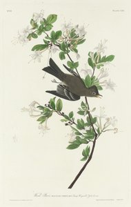 Pioui des bois, 1831