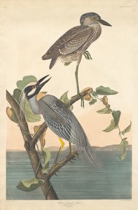 Héron couronné jaune, 1836