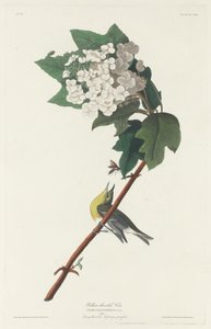 Viréo à gorge jaune, 1831