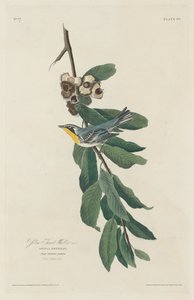 Paruline à gorge jaune, 1830 - Robert Havell