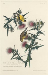Chardonneret jaune ou chardonneret américain, 1828