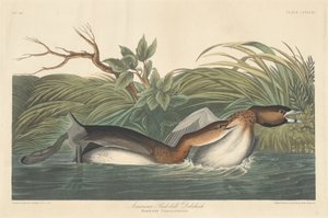 Grèbe à bec bigarré américain - Robert Havell after John James Audubon