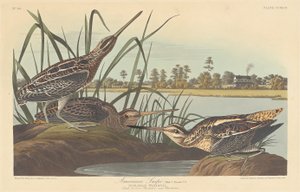 Bécassine américaine - Robert Havell after John James Audubon