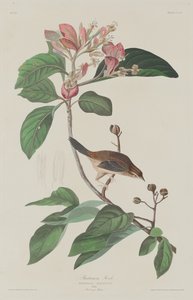 Pinson de Bachman