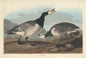 Oie bernache - Robert Havell after John James Audubon