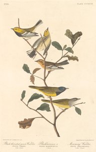 Paruline à gorge noire, Paruline à gorge orangée et Paruline en deuil - Robert Havell after John James Audubon