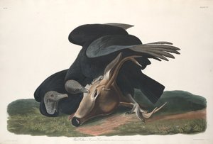 Vautour noir