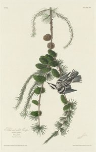 Grimpereau Noir et Blanc - Robert Havell after John James Audubon