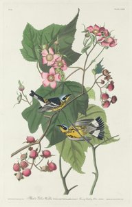 Paruline noire et jaune