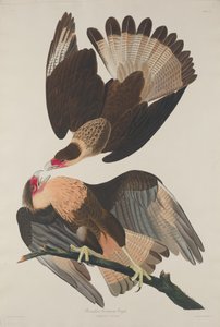 Aigle caracara brésilien - Robert Havell after John James Audubon