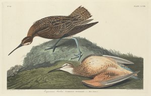 Courlis esquimau