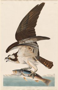 Balbuzard pêcheur - Robert Havell after John James Audubon