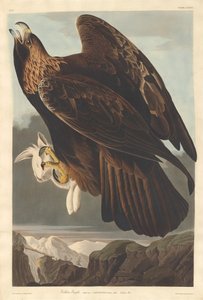 Aigle doré
