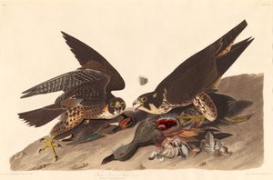 Grand Faucon à Pieds - Robert Havell after John James Audubon