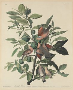 Colombe terrestre