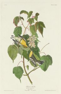 Paruline à gorge noire - Robert Havell after John James Audubon