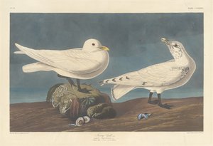 Mouette ivoire