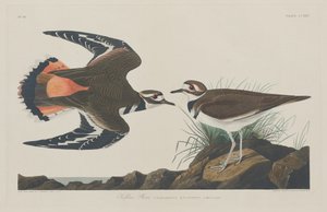 Pluvier Kildeer