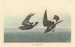 Pétrel tempête le plus petit - Robert Havell after John James Audubon