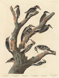 Le pic-bois de Maria - Robert Havell after John James Audubon