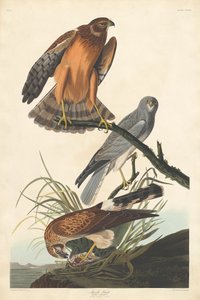 Busard des marais - Robert Havell after John James Audubon