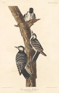 Pic à tête rouge - Robert Havell after John James Audubon