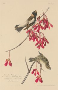 Bruant des rizières - Robert Havell after John James Audubon