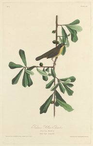 Paruline de Roscoe