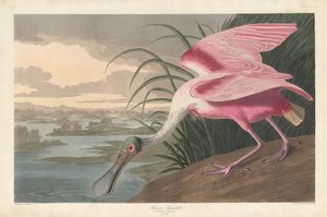 Spatule rosée - Robert Havell after John James Audubon