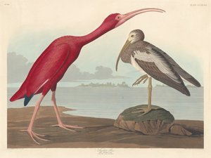 Ibis Rouge