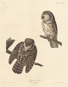 Chouette de Tengmalm - Robert Havell after John James Audubon