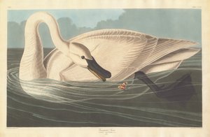 Cygne trompette - Robert Havell after John James Audubon