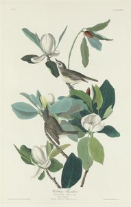 Gobemouche chanteur - Robert Havell after John James Audubon